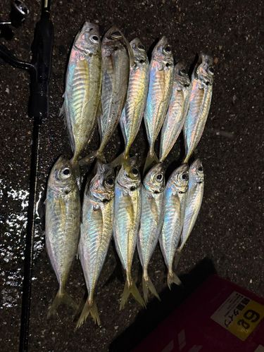 アジの釣果