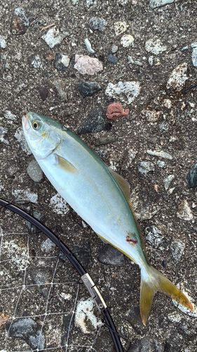 コズクラの釣果