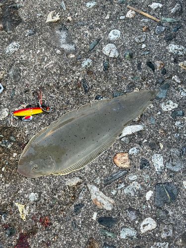 ウシノシタの釣果