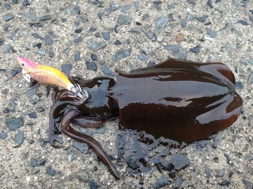 アオリイカの釣果