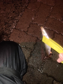 カマスの釣果