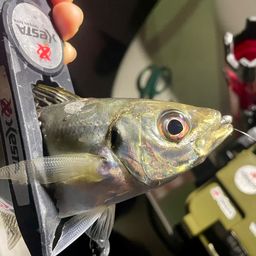 マアジ