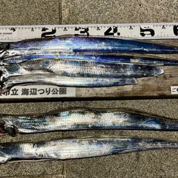 タチウオ