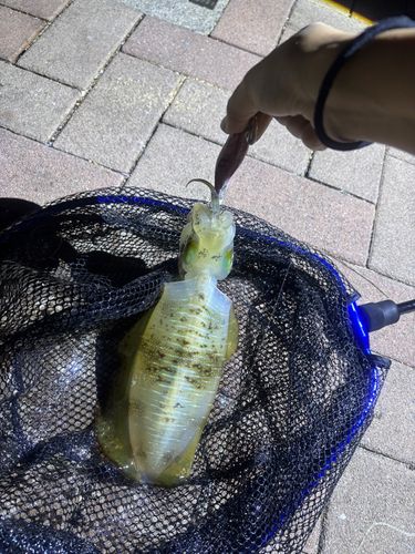 赤坂海岸