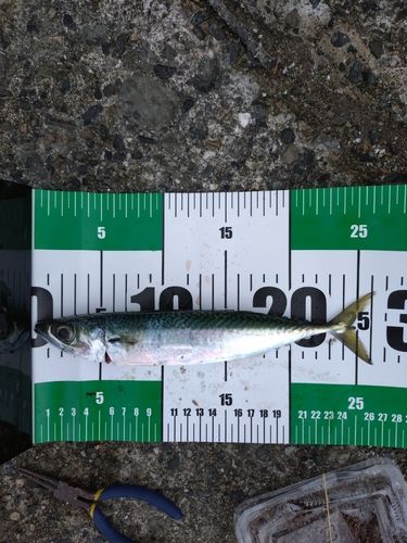 サバの釣果