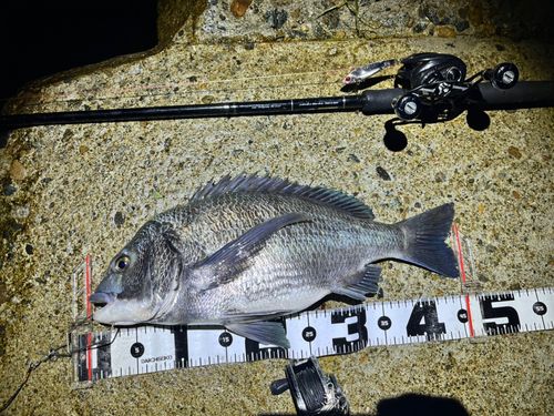 チヌの釣果