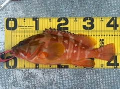 アカハタの釣果