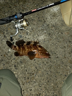 アコウの釣果
