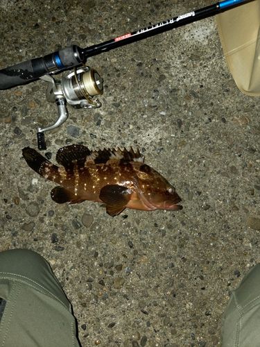 アコウの釣果