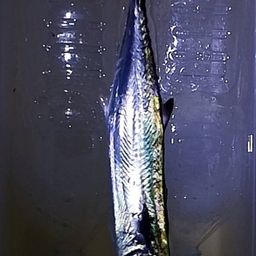 サゴシ