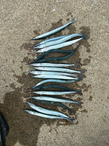 サヨリの釣果