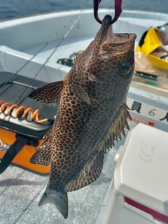 オオモンハタの釣果