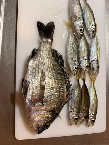 チヌの釣果
