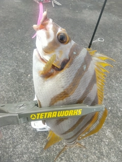 タカノハダイの釣果