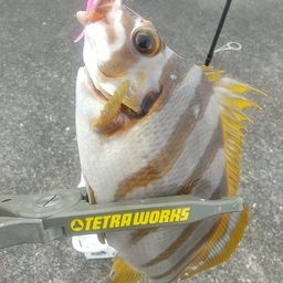 タカノハダイ