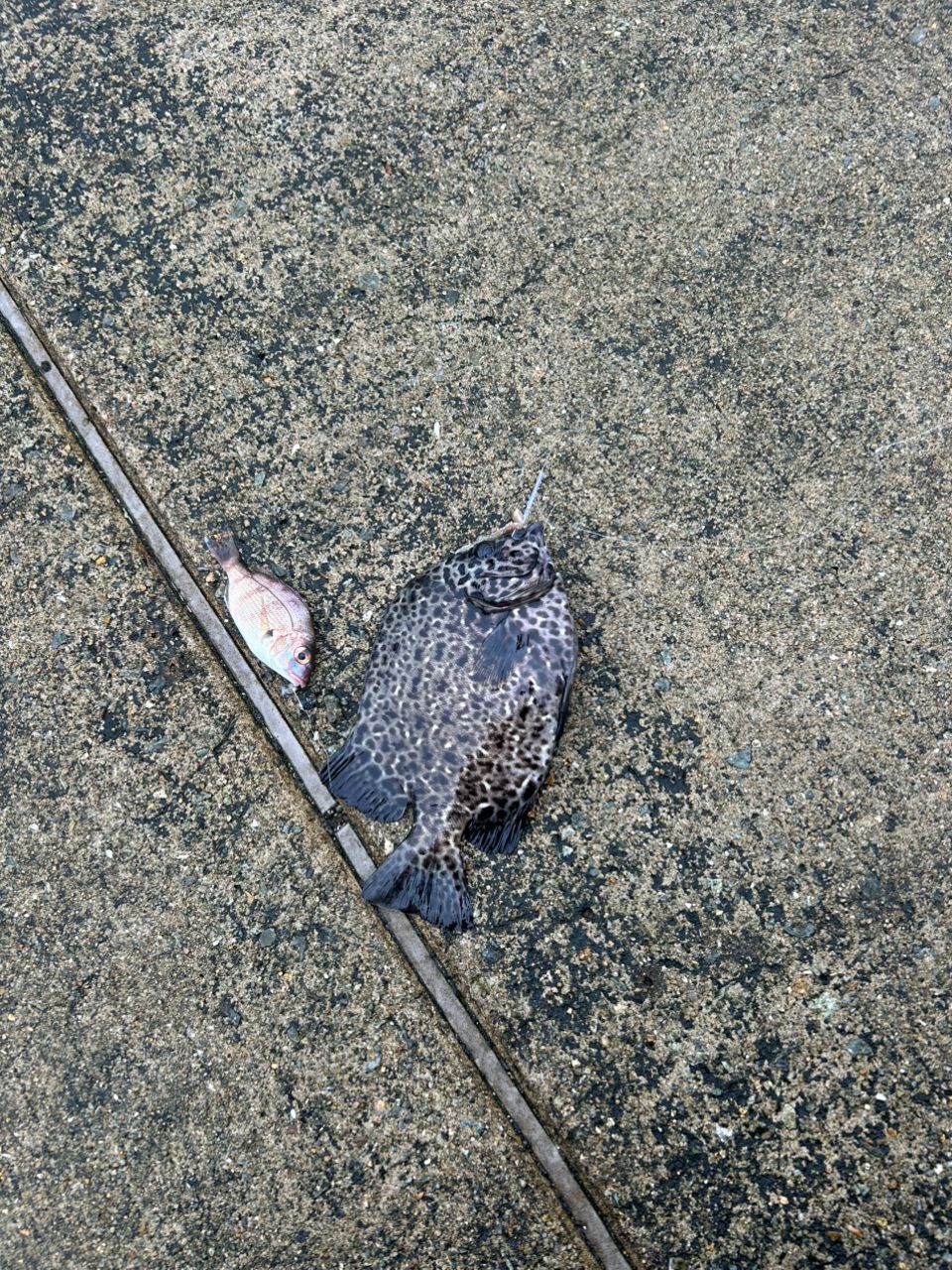 イシガキダイ