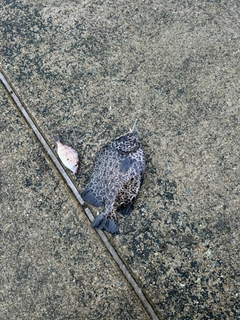 イシガキダイの釣果