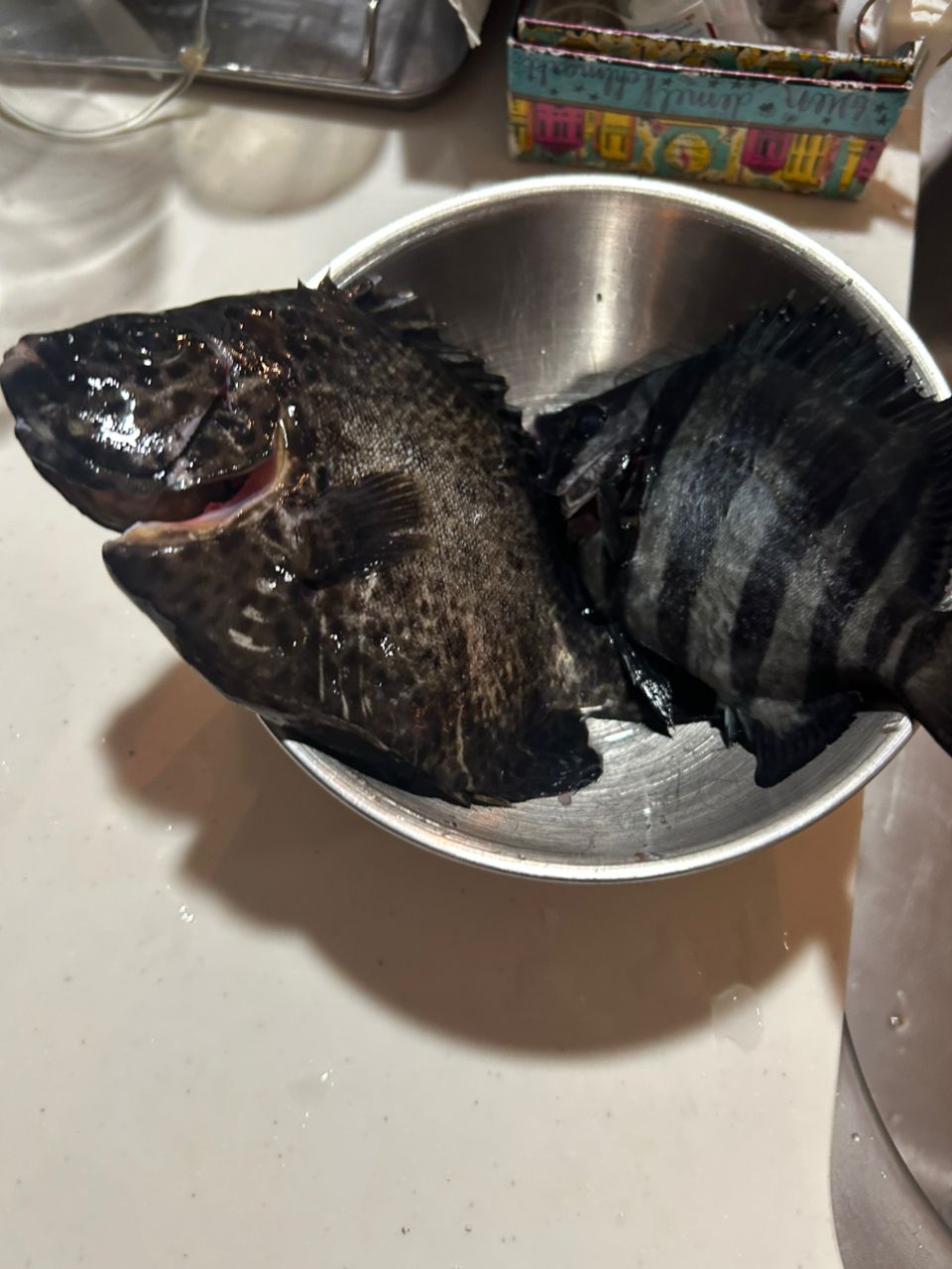 イシガキダイ