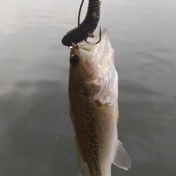 ラージマウスバス