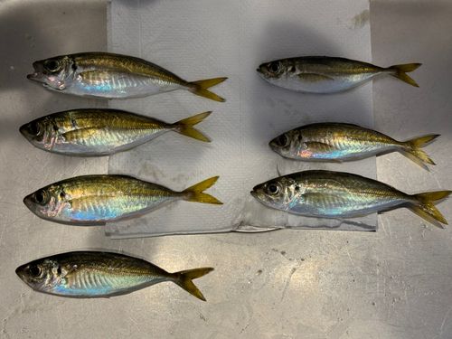 アジの釣果