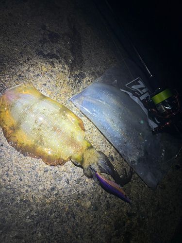 アオリイカの釣果
