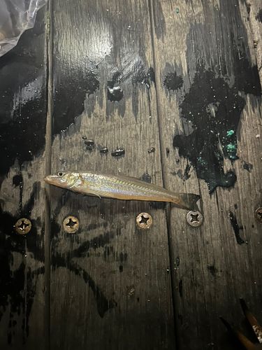 片瀬漁港