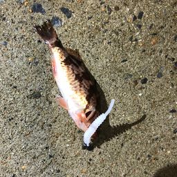アカメバル