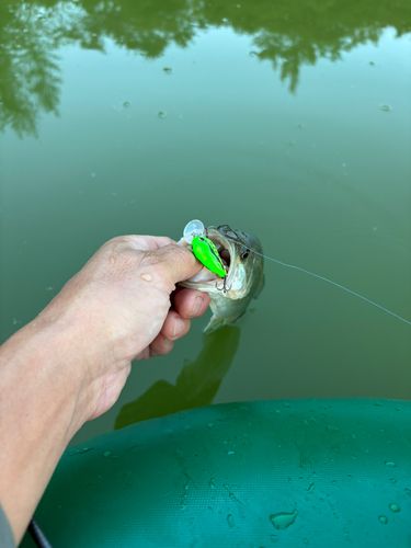 ラージマウスバスの釣果