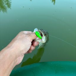 ラージマウスバス