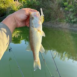 ラージマウスバス