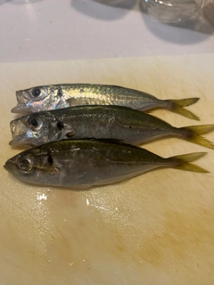 アジの釣果