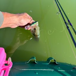 ラージマウスバス