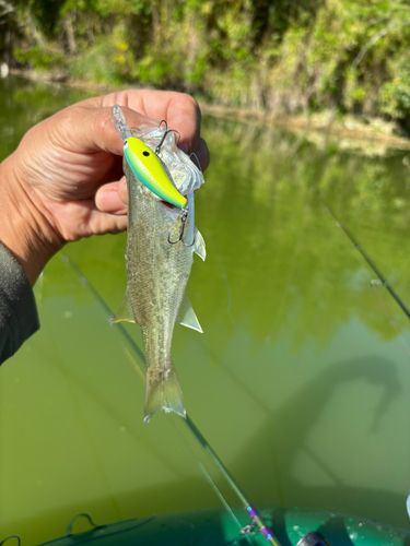 ラージマウスバスの釣果