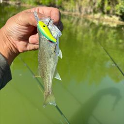 ラージマウスバス