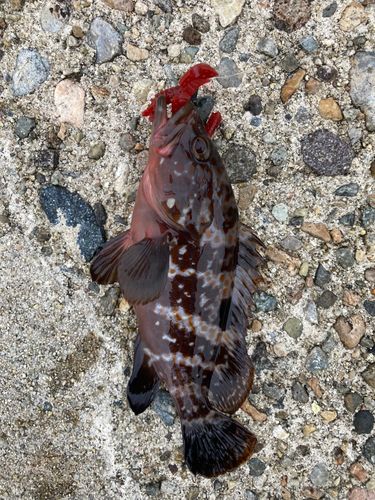 キジハタの釣果