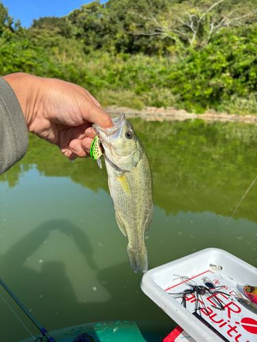ラージマウスバスの釣果