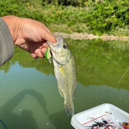 ラージマウスバス