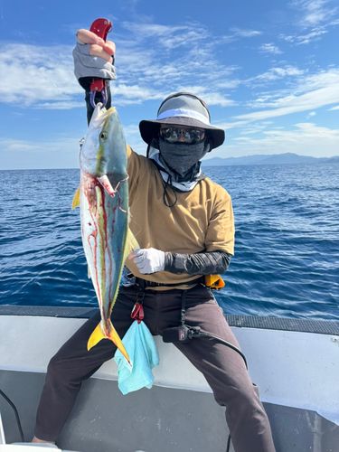 ワカナゴの釣果
