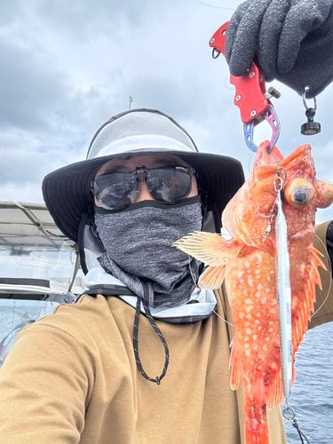 ウッカリカサゴの釣果