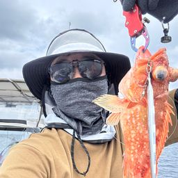 ウッカリカサゴ