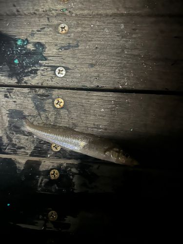 片瀬漁港