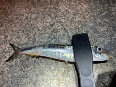 イワシの釣果