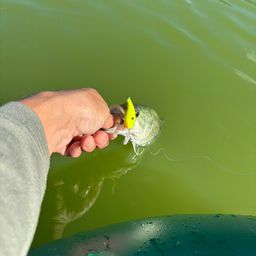 ラージマウスバス