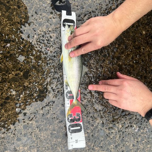 ツバスの釣果