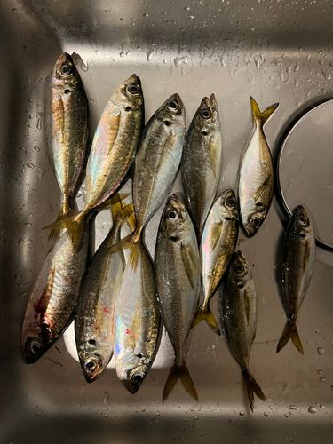 アジの釣果