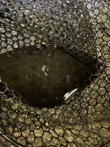 ツバクロエイの釣果