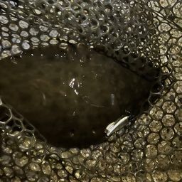 ツバクロエイ