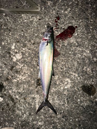サゴシの釣果