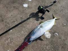 イナダの釣果