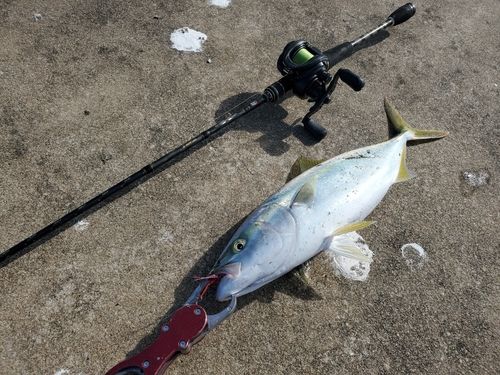 イナダの釣果